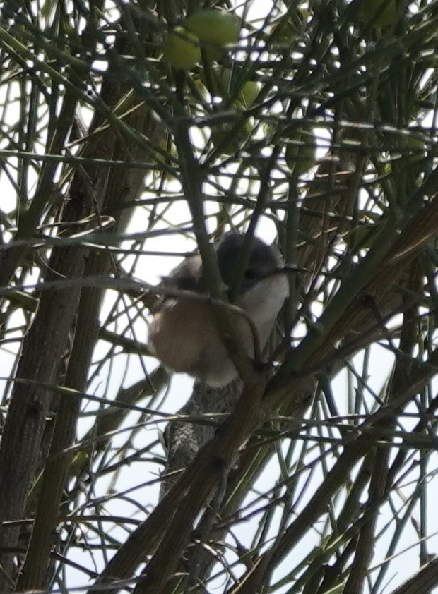 Western Subalpine Warbler - ML620461543