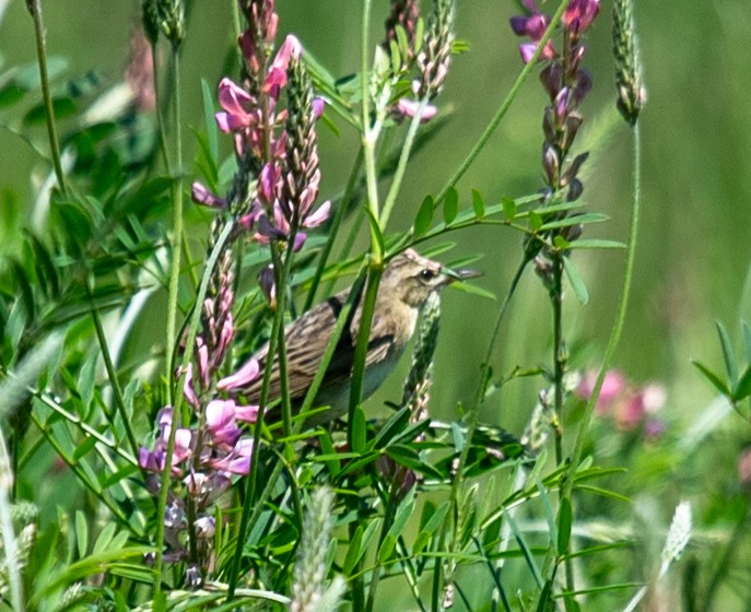 Common Grasshopper Warbler - ML620461545