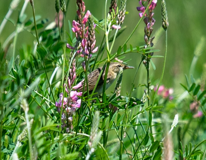 Common Grasshopper Warbler - ML620461546