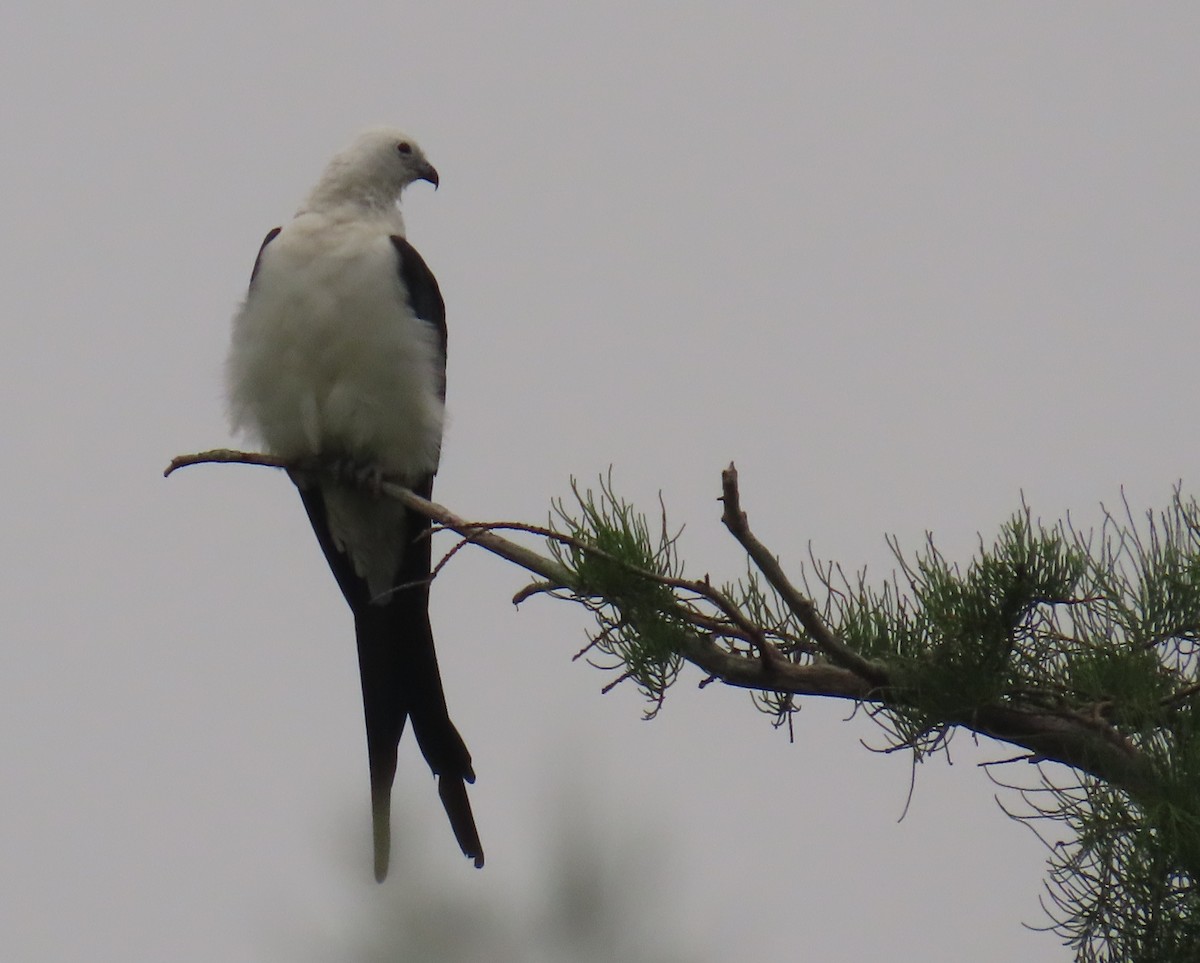 Swallow-tailed Kite - ML620461548