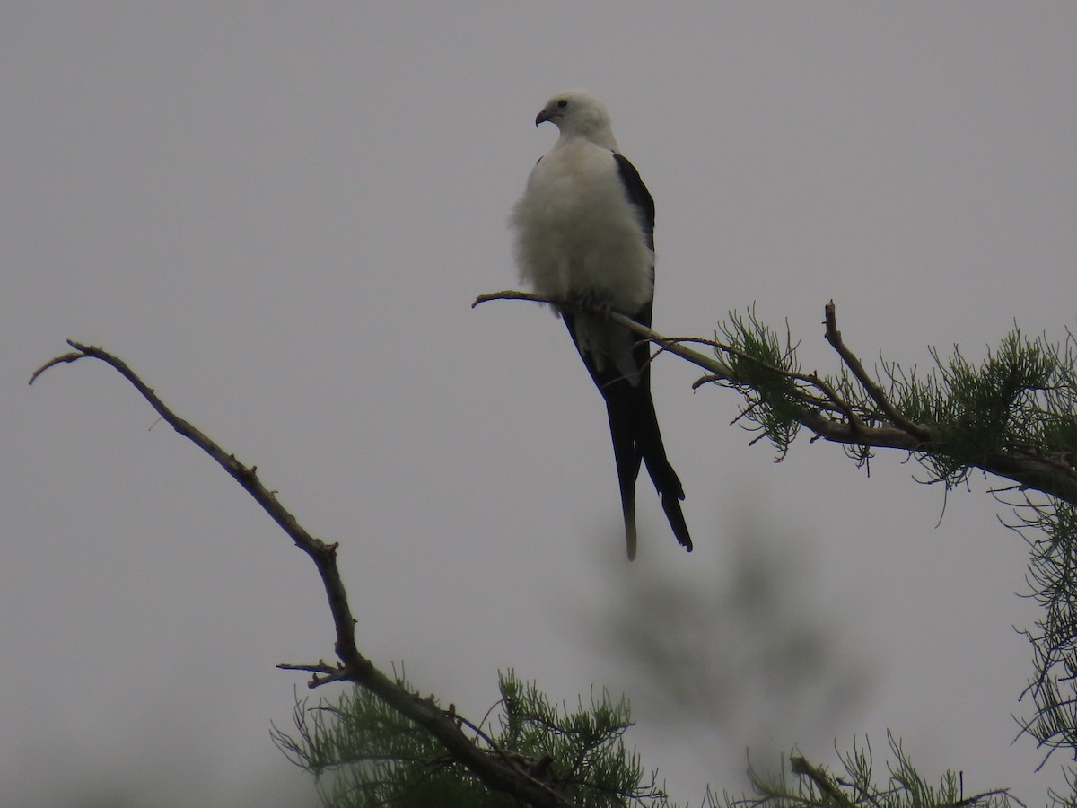 Swallow-tailed Kite - ML620461549