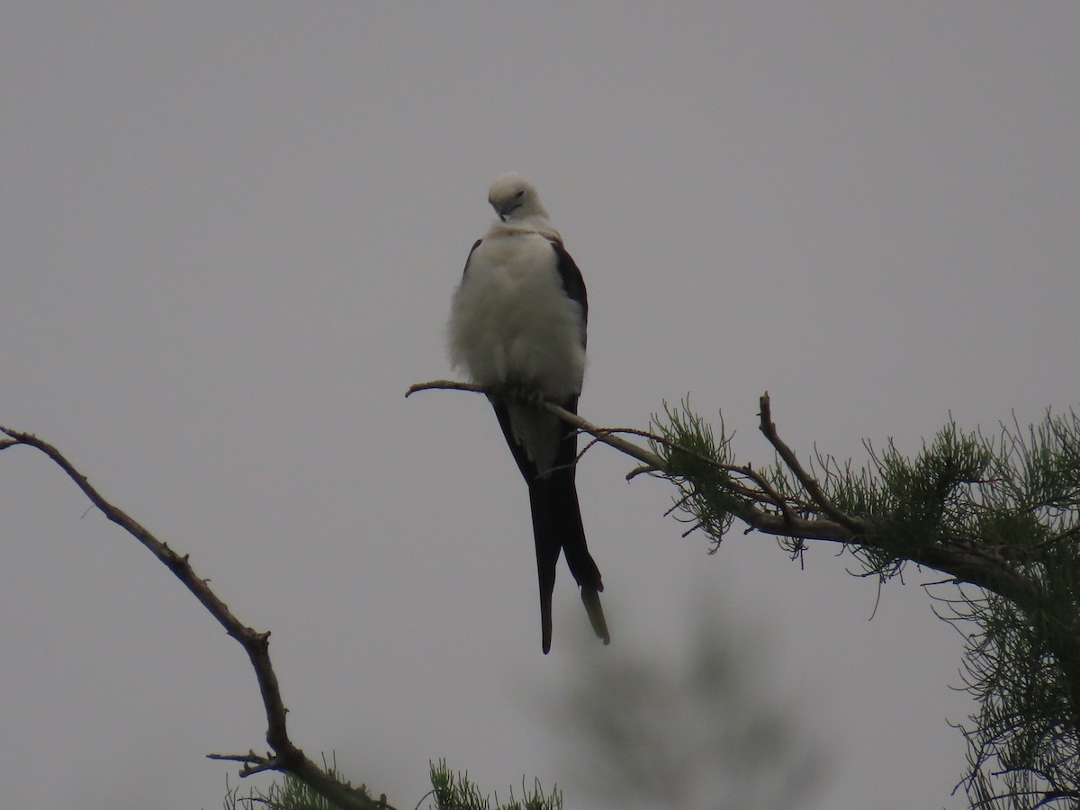 Swallow-tailed Kite - ML620461552