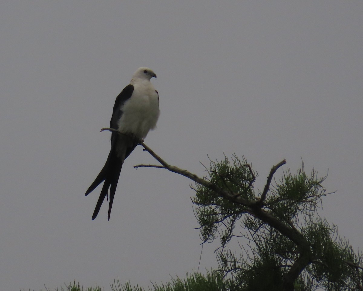 Swallow-tailed Kite - ML620461554