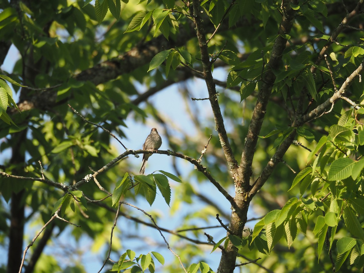 Field Sparrow - ML620461565