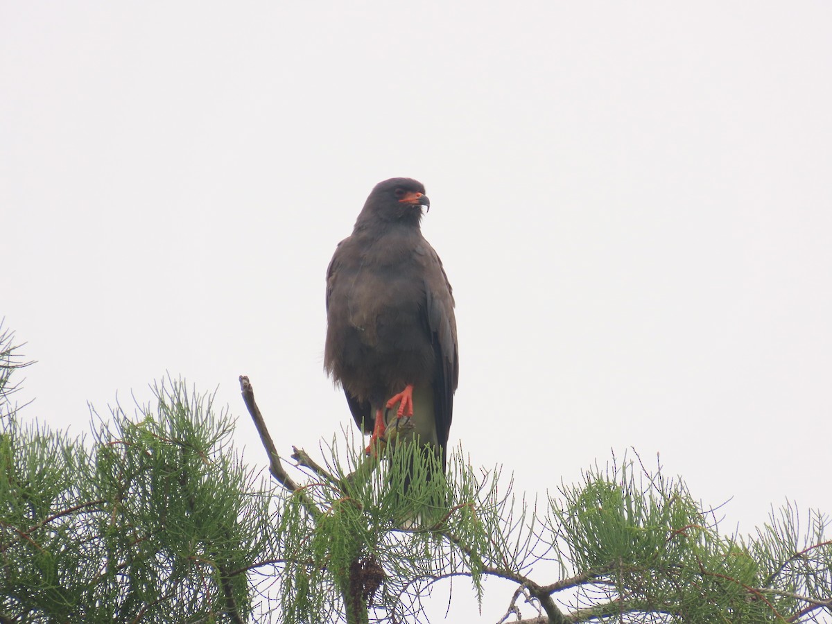 Schneckenbussard - ML620461567