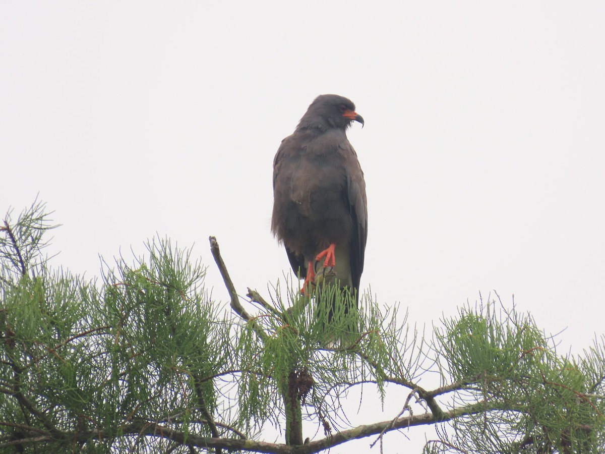 Snail Kite - Laurie Witkin