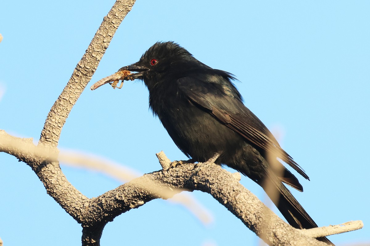 drongo africký - ML620461569