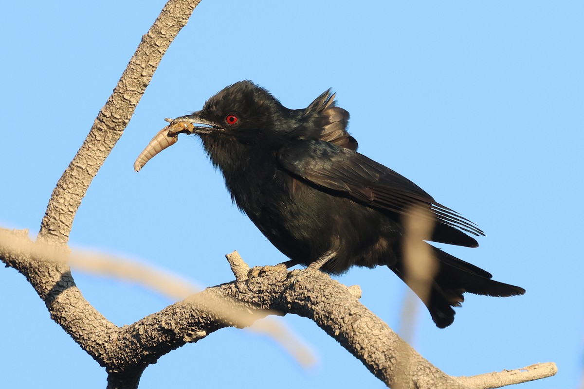 drongo africký - ML620461570