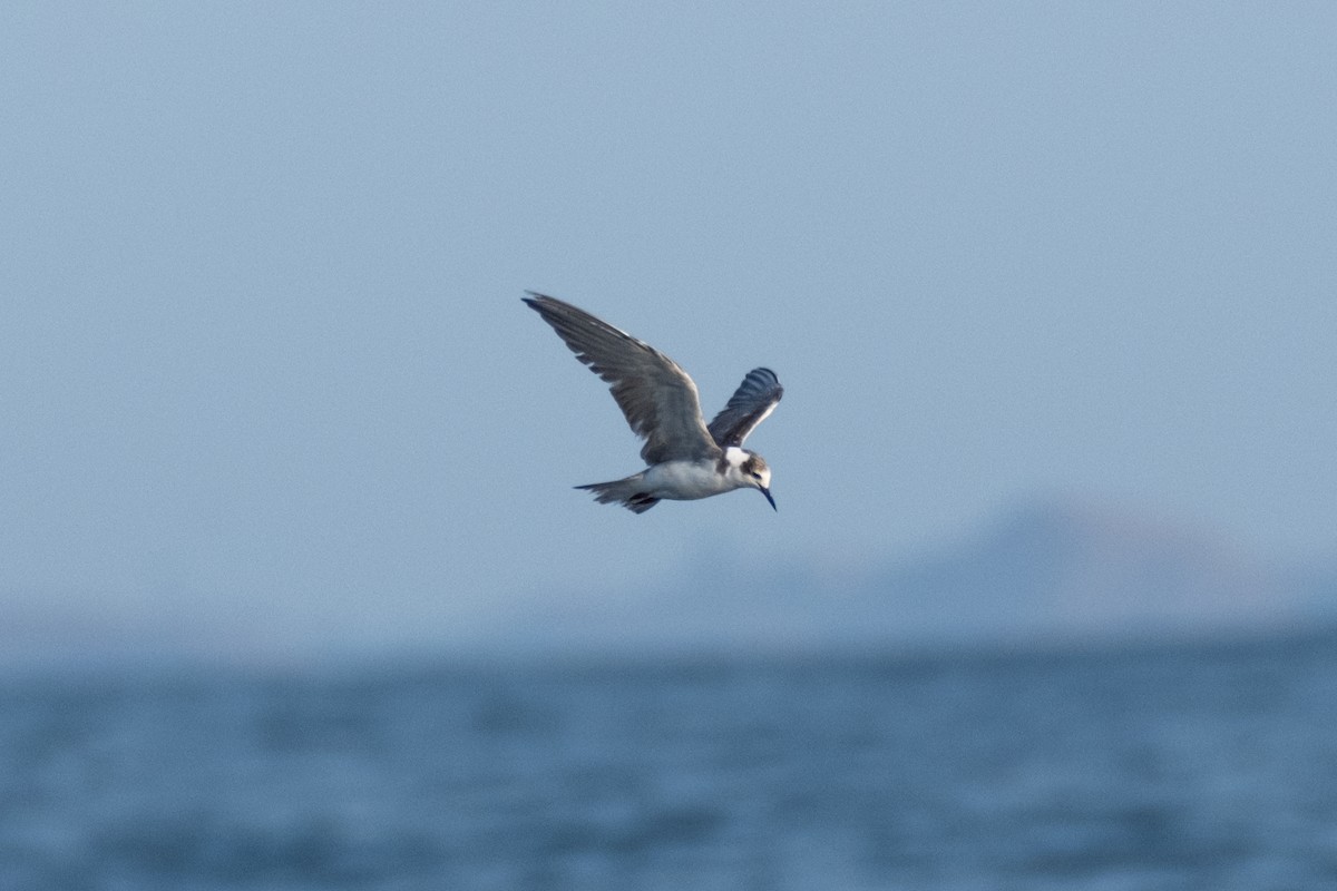 Black Tern - ML620461574