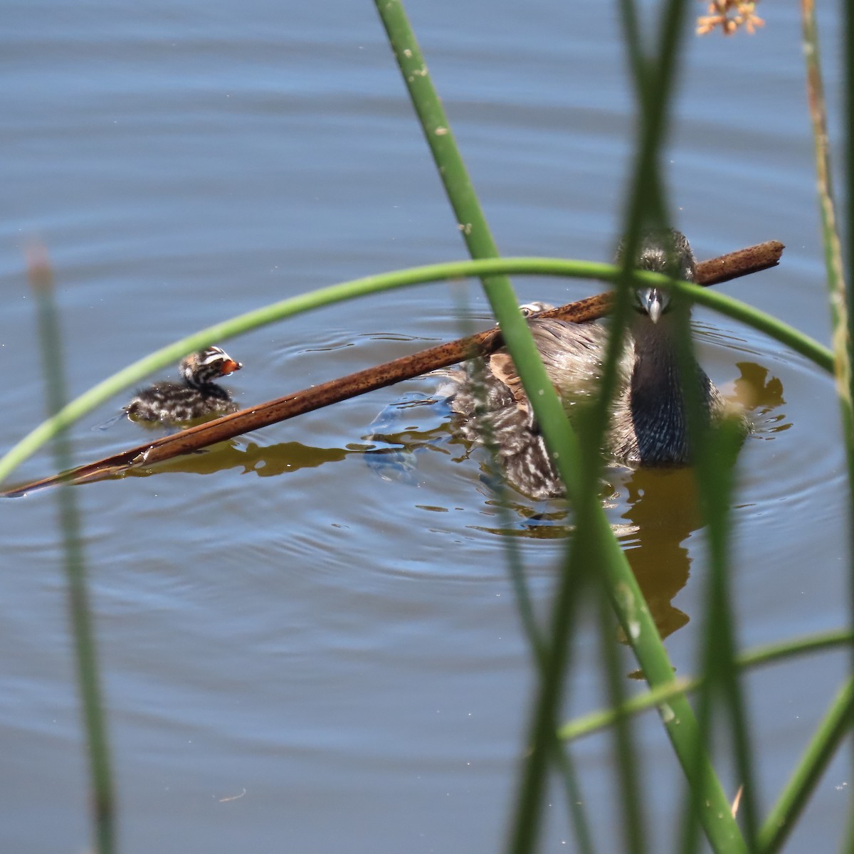 Pied-billed Grebe - ML620461581