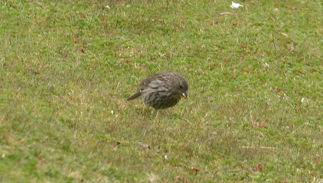 Plumbeous Sierra Finch - ML620461584