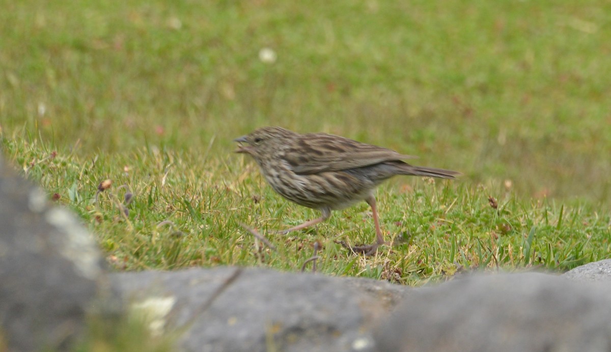 Plumbeous Sierra Finch - ML620461586