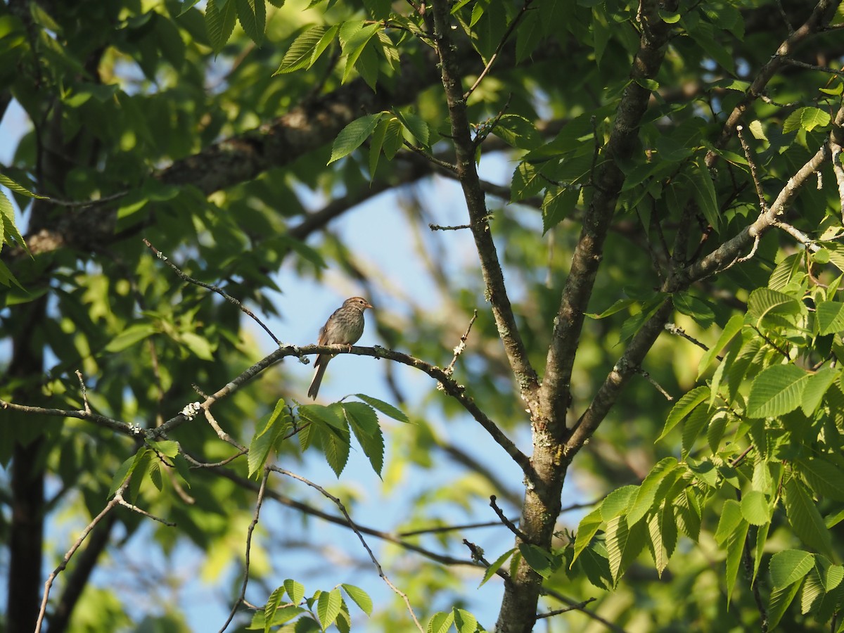 Field Sparrow - ML620461588