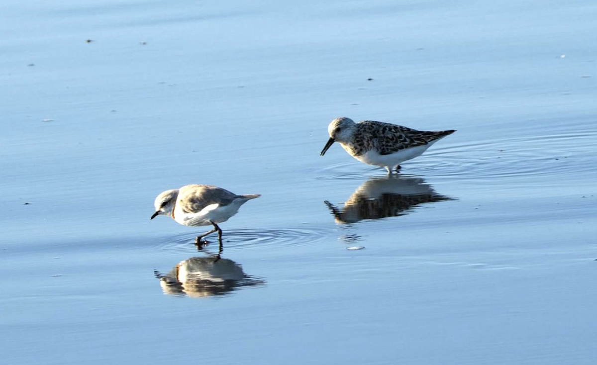 Chestnut-banded Plover - ML620461589