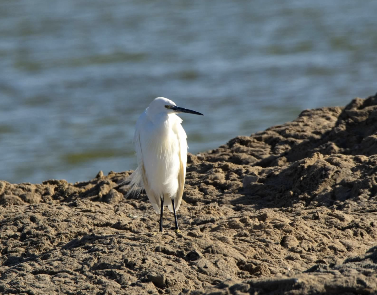 Little Egret - ML620461591