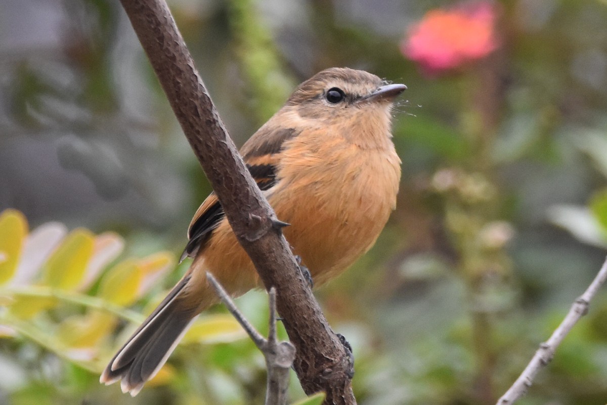 Rufescent Flycatcher - ML620461599