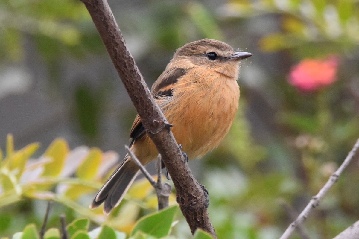 Rufescent Flycatcher - ML620461600