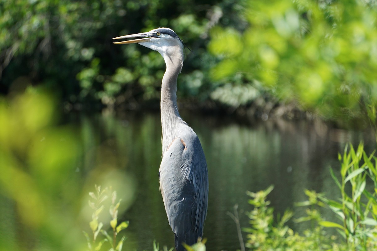 Great Blue Heron - ML620461601