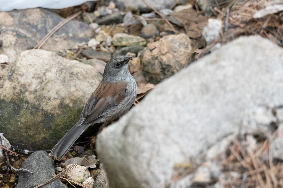 Junco aux yeux jaunes - ML620461604