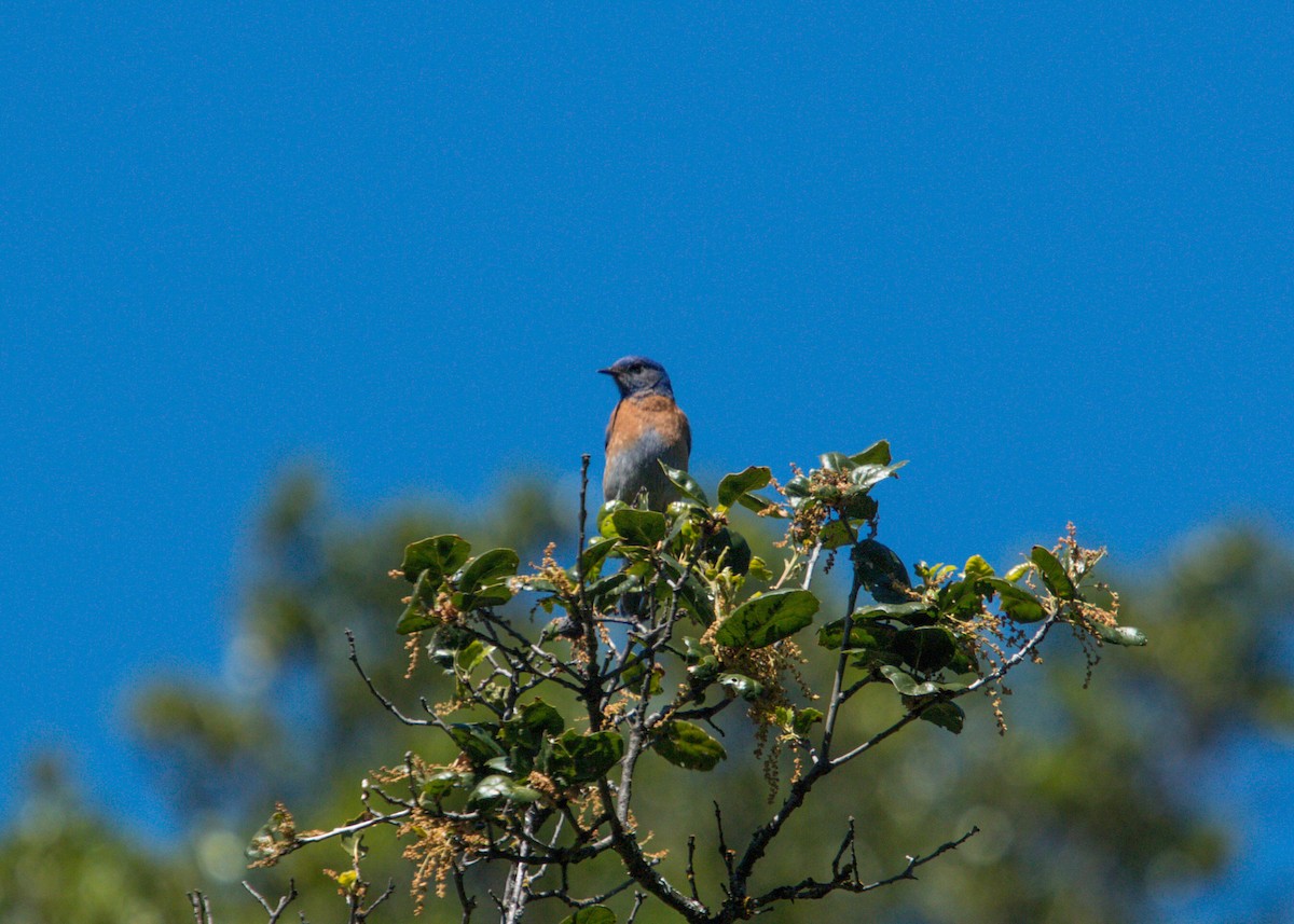 Western Bluebird - ML620461616