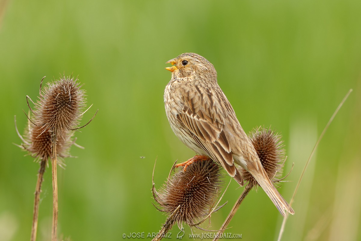 Corn Bunting - ML620461621