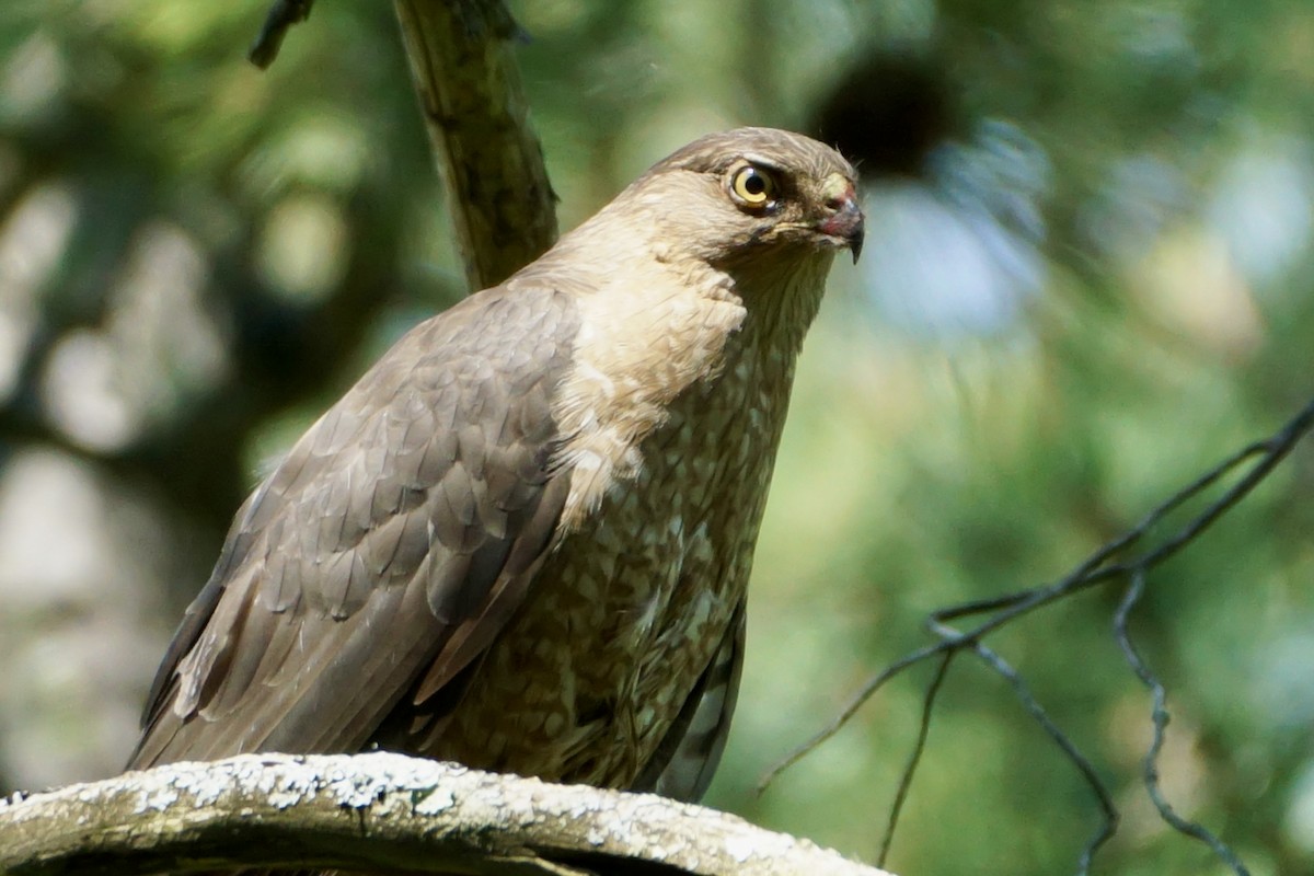 Cooper's Hawk - ML620461625