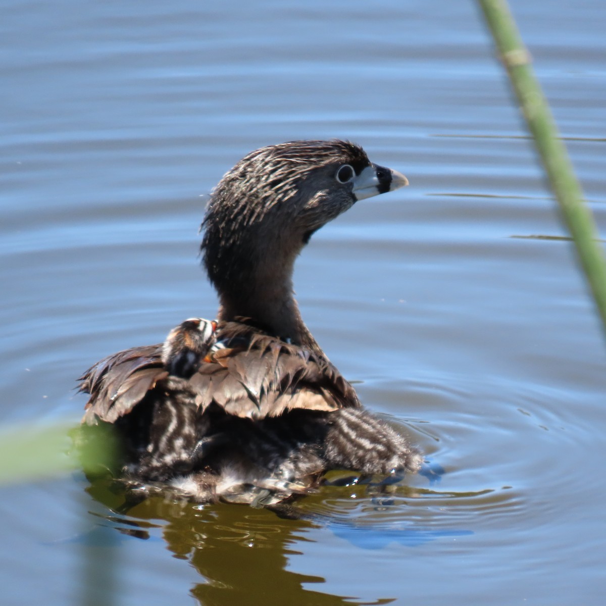 Pied-billed Grebe - ML620461626