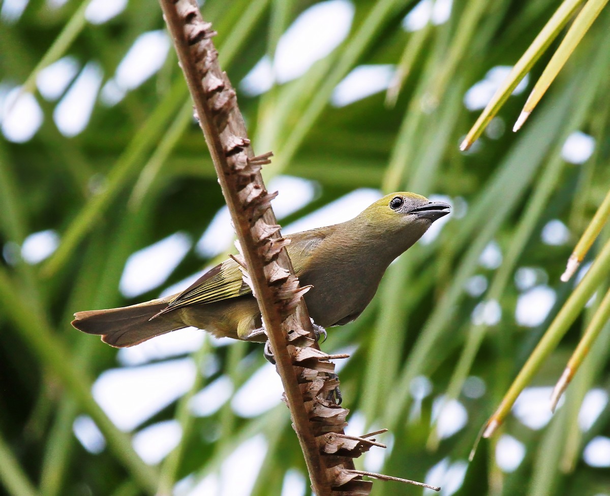 Palm Tanager - ML620461627