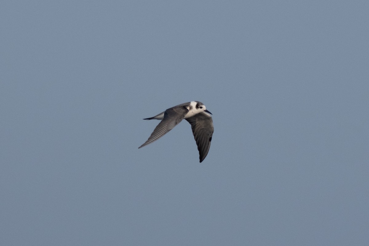 Black Tern - ML620461630