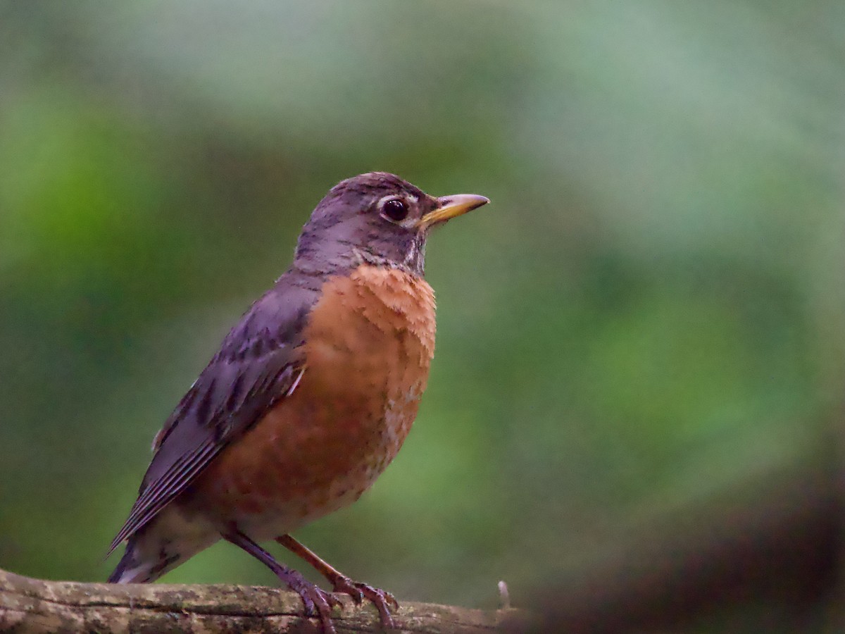 American Robin - ML620461643