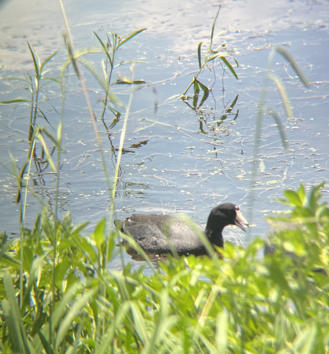 American Coot - ML620461646