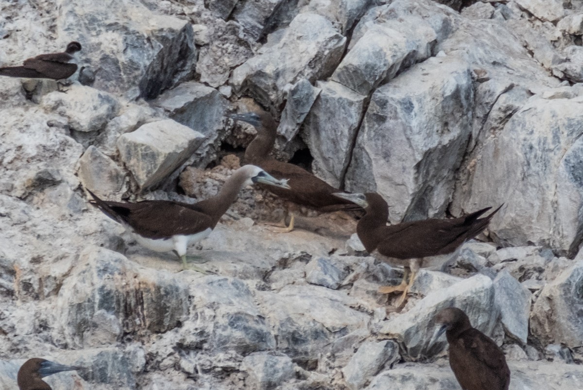 Brown Booby - ML620461647