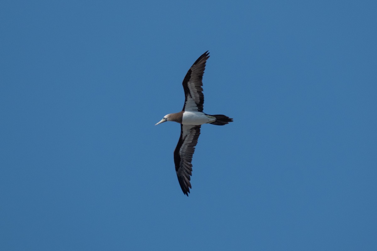 Brown Booby - ML620461649