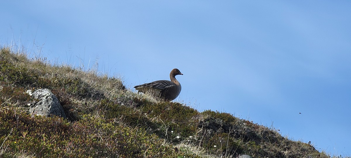 Pink-footed Goose - ML620461653