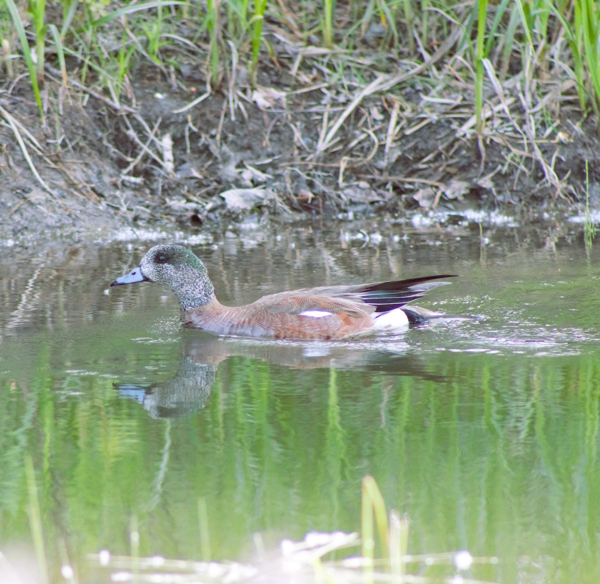 American Wigeon - ML620461654