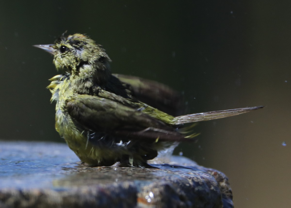 Orange-crowned Warbler - ML620461665