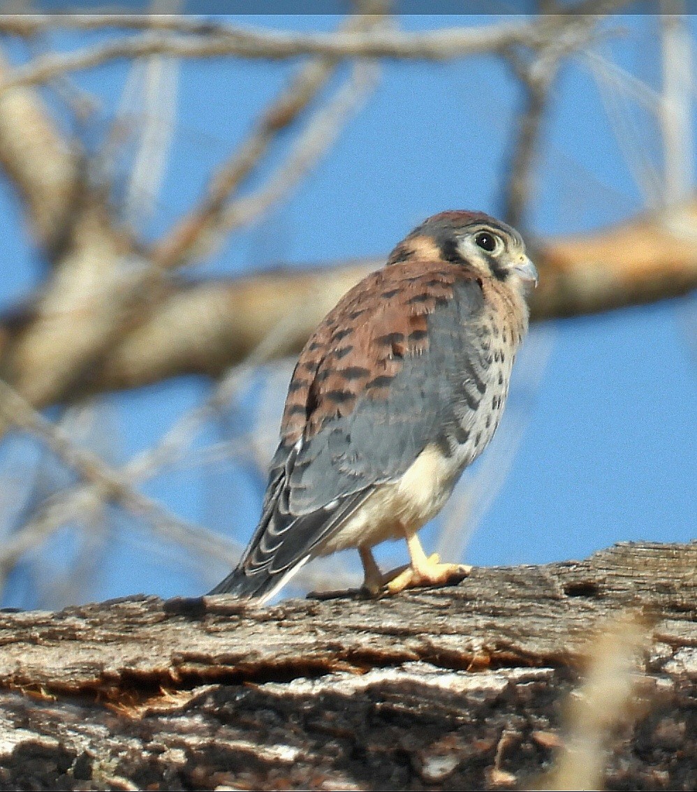 American Kestrel - ML620461667