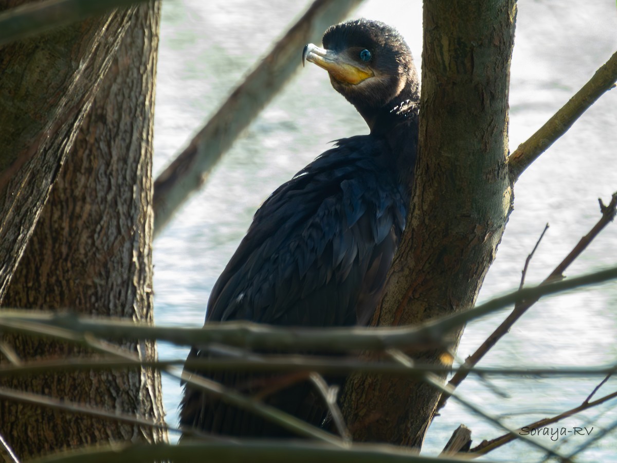 Neotropic Cormorant - ML620461670