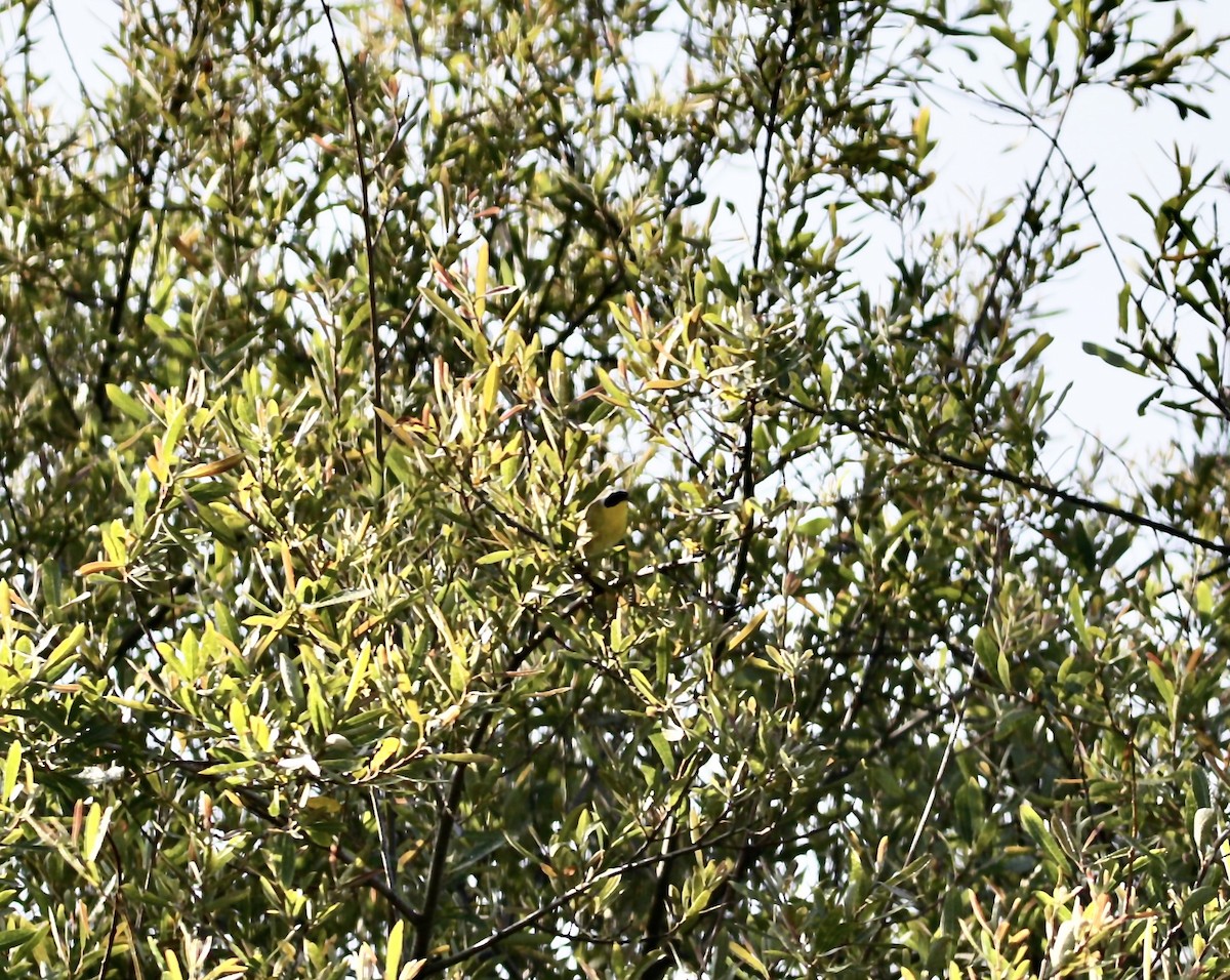 Common Yellowthroat (arizela Group) - ML620461673