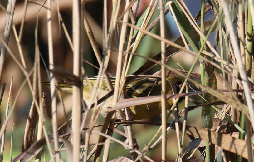 Southern Masked-Weaver - ML620461686