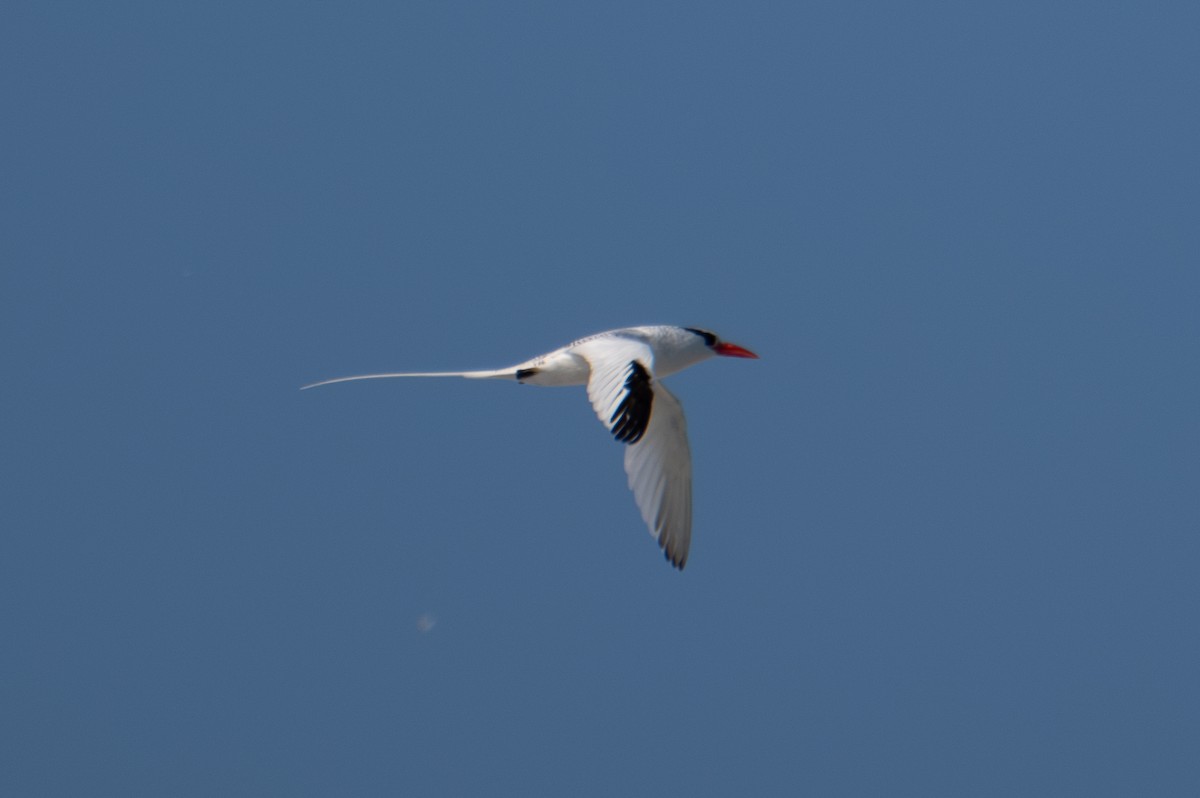 Red-billed Tropicbird - Oscar Vazquez