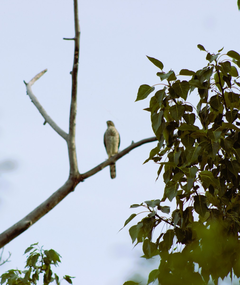 Sharp-shinned Hawk - ML620461690