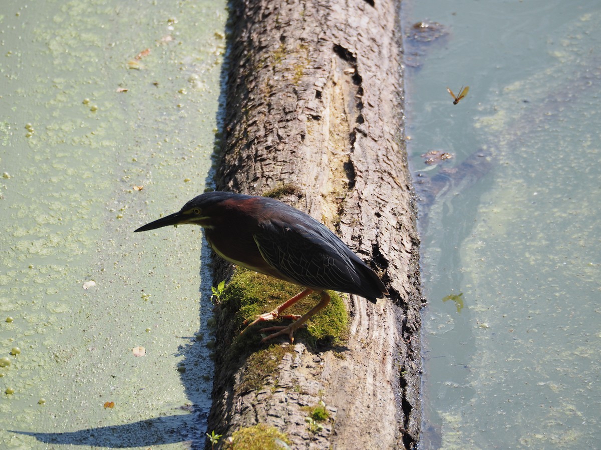 Green Heron - ML620461691