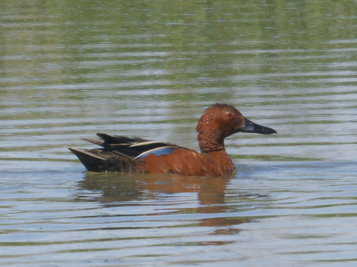 Cinnamon Teal - ML620461692