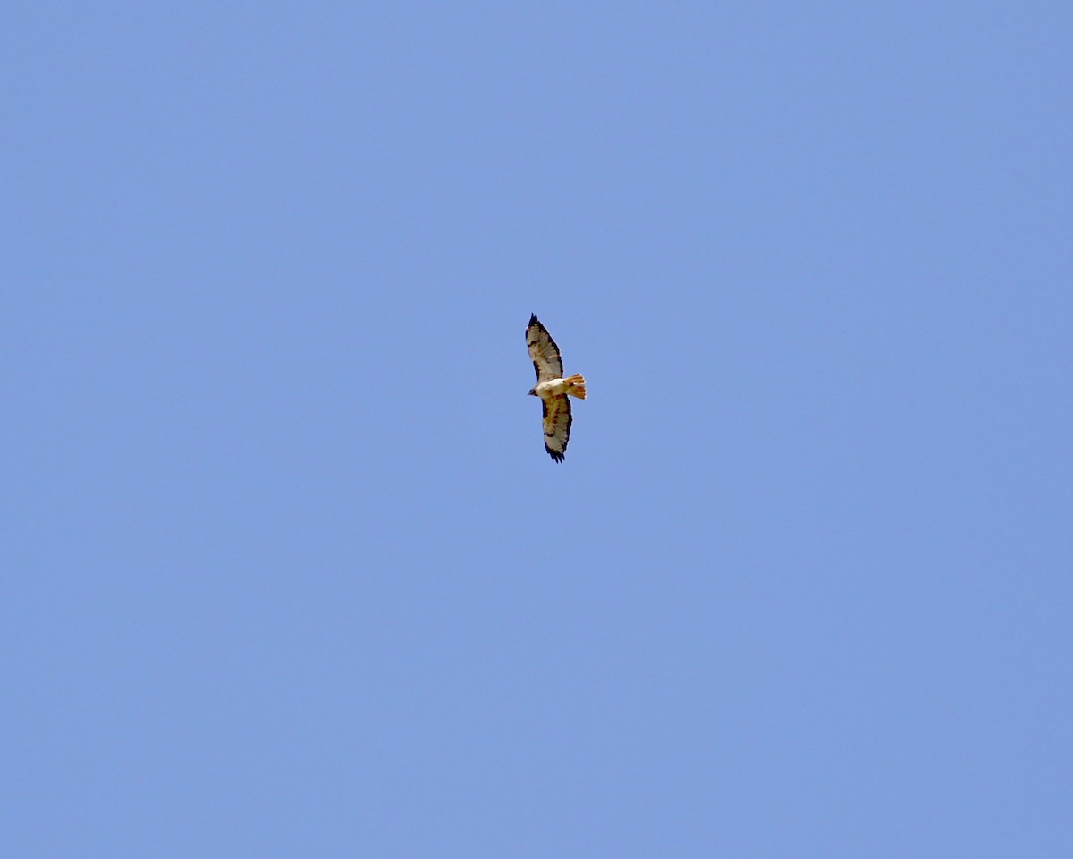 Red-tailed Hawk (calurus/alascensis) - ML620461694