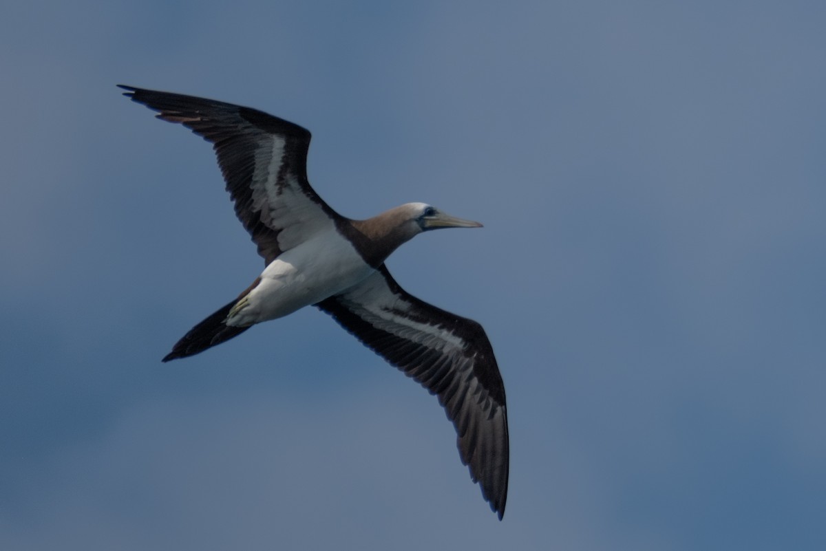 Brown Booby - ML620461703
