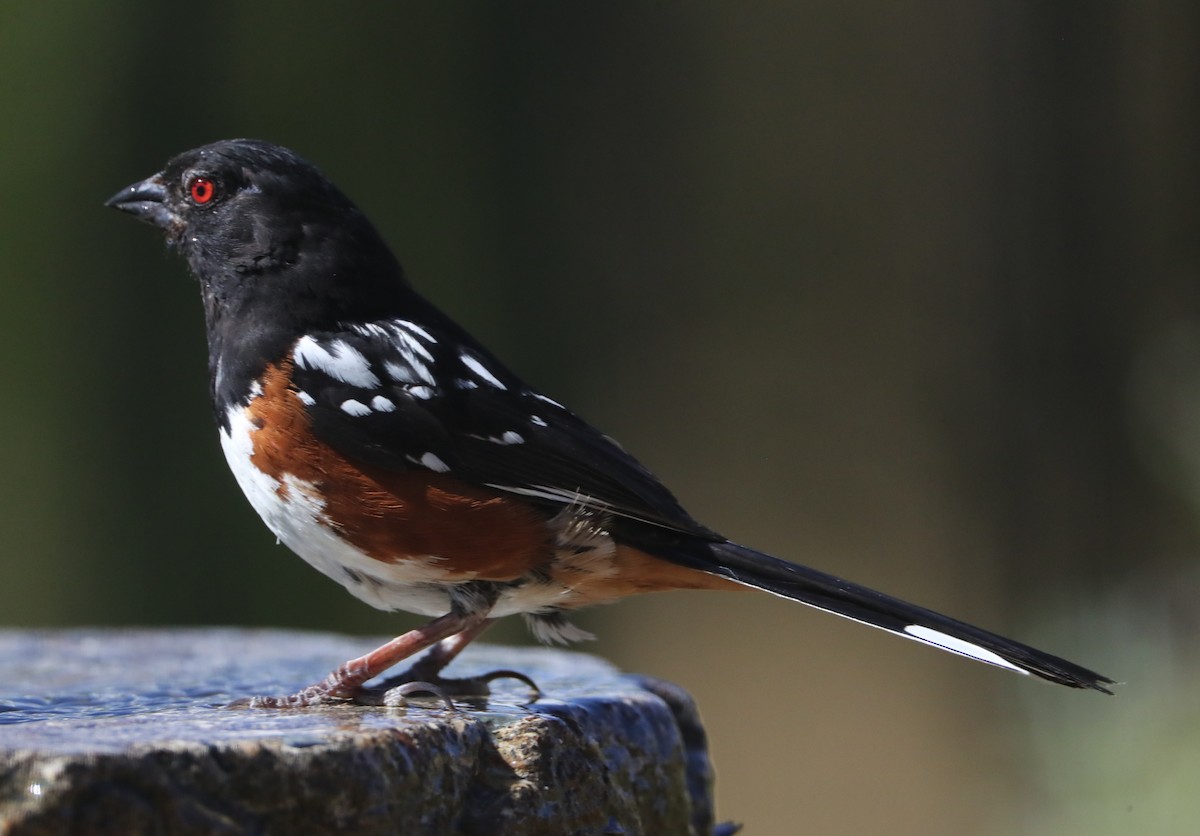 Spotted Towhee - ML620461707