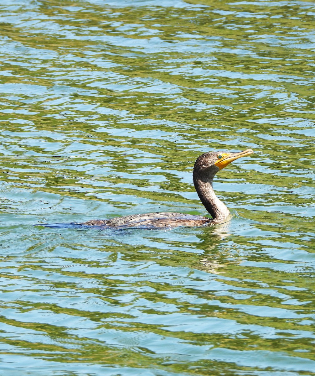 Double-crested Cormorant - Lynn Scarlett