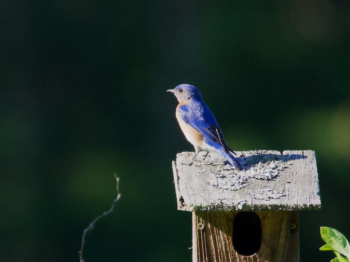 Eastern Bluebird - ML620461713