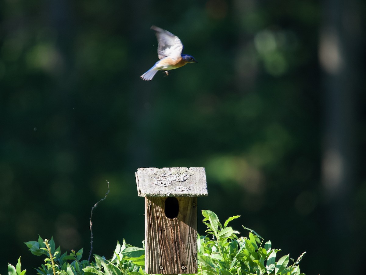 Eastern Bluebird - ML620461718